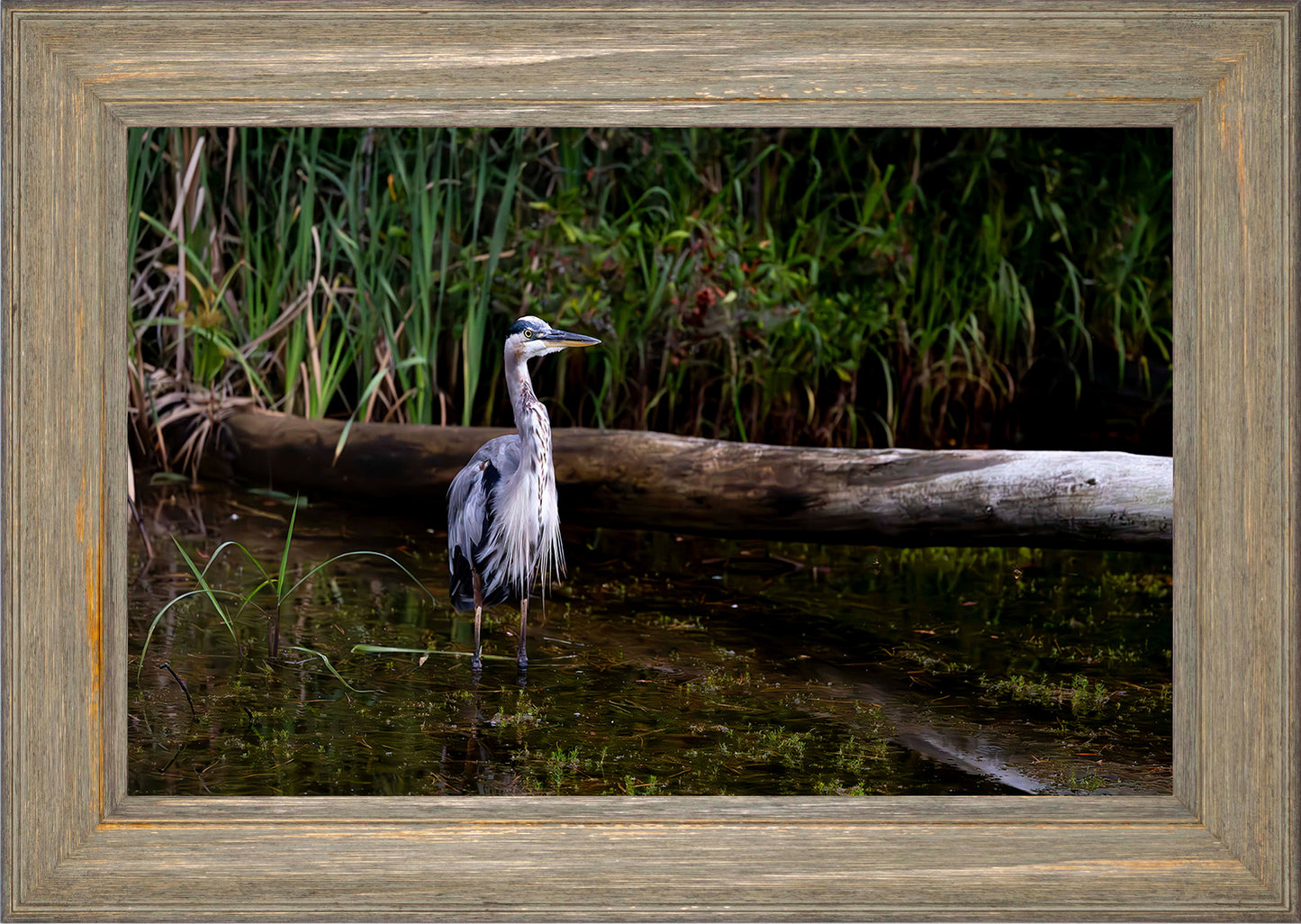 Short Stuff (Landscape) -- Digital Print