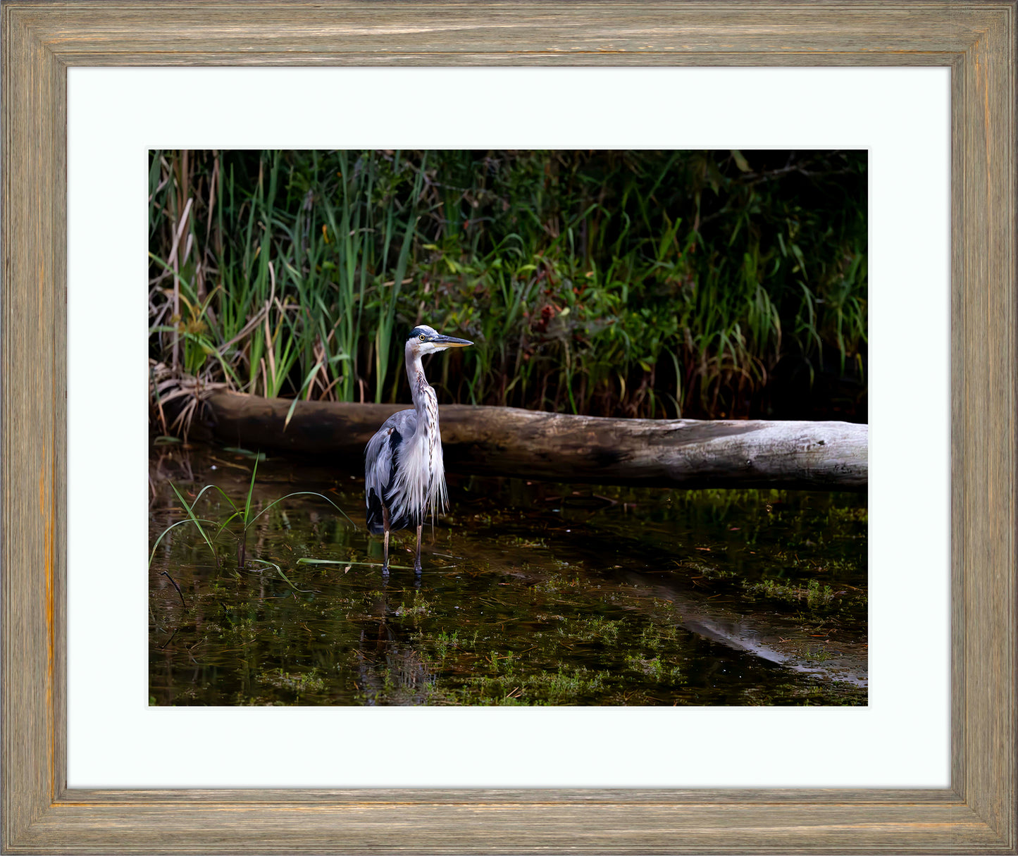 Short Stuff (Landscape) -- Digital Print