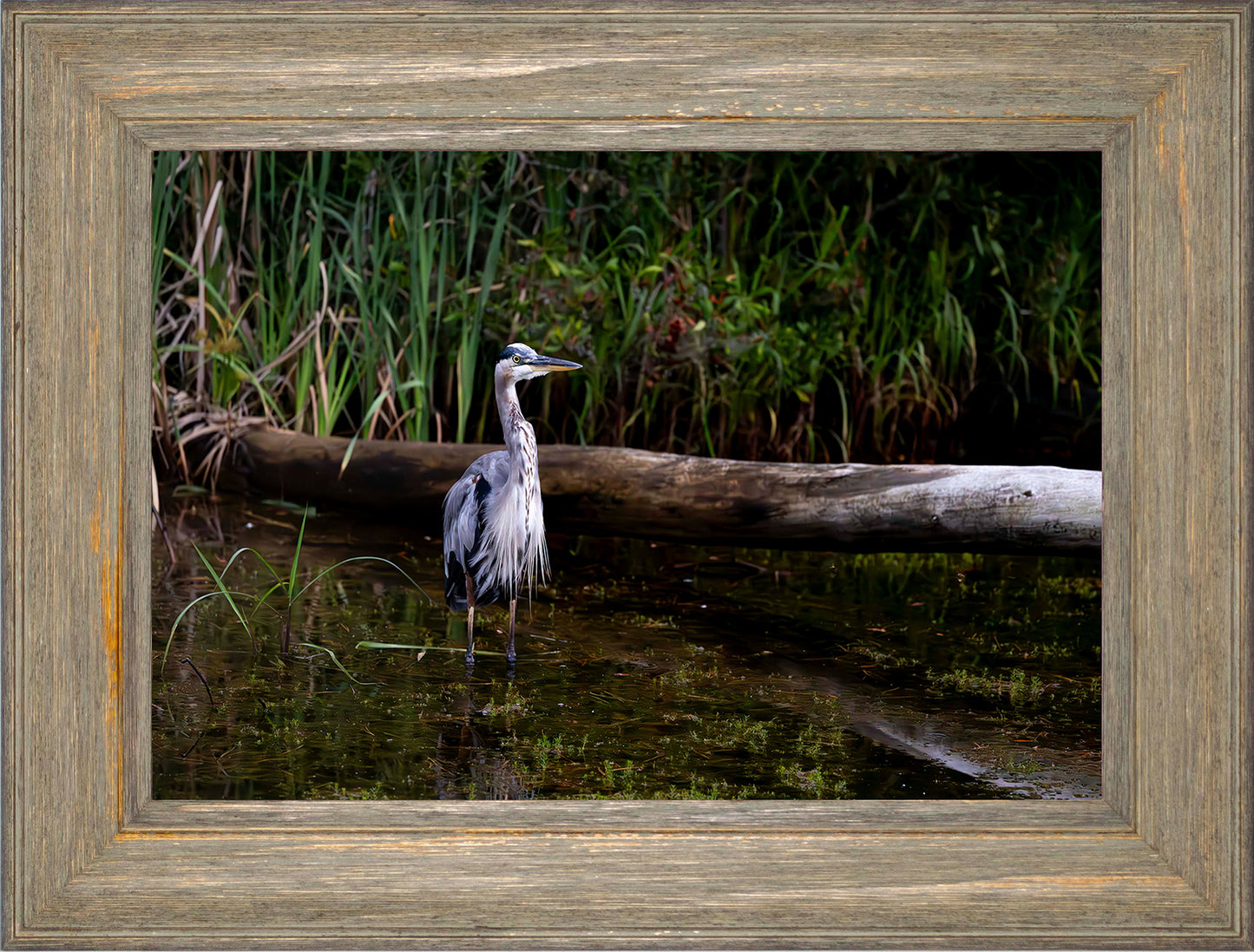 Short Stuff (Landscape) -- Digital Print