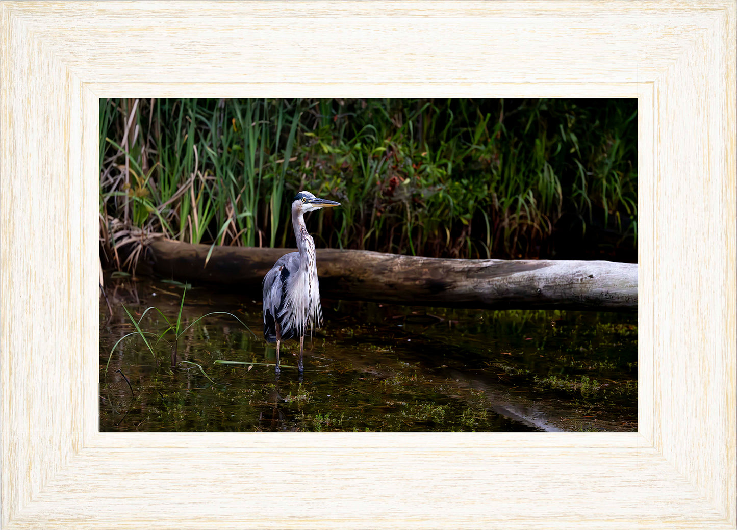 Short Stuff (Landscape) -- Digital Print