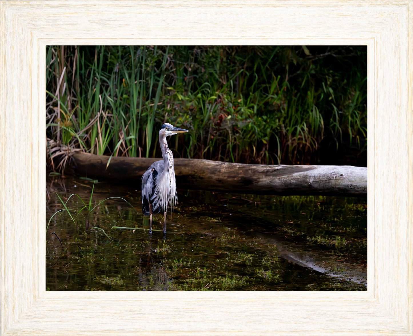 Short Stuff (Landscape) -- Digital Print