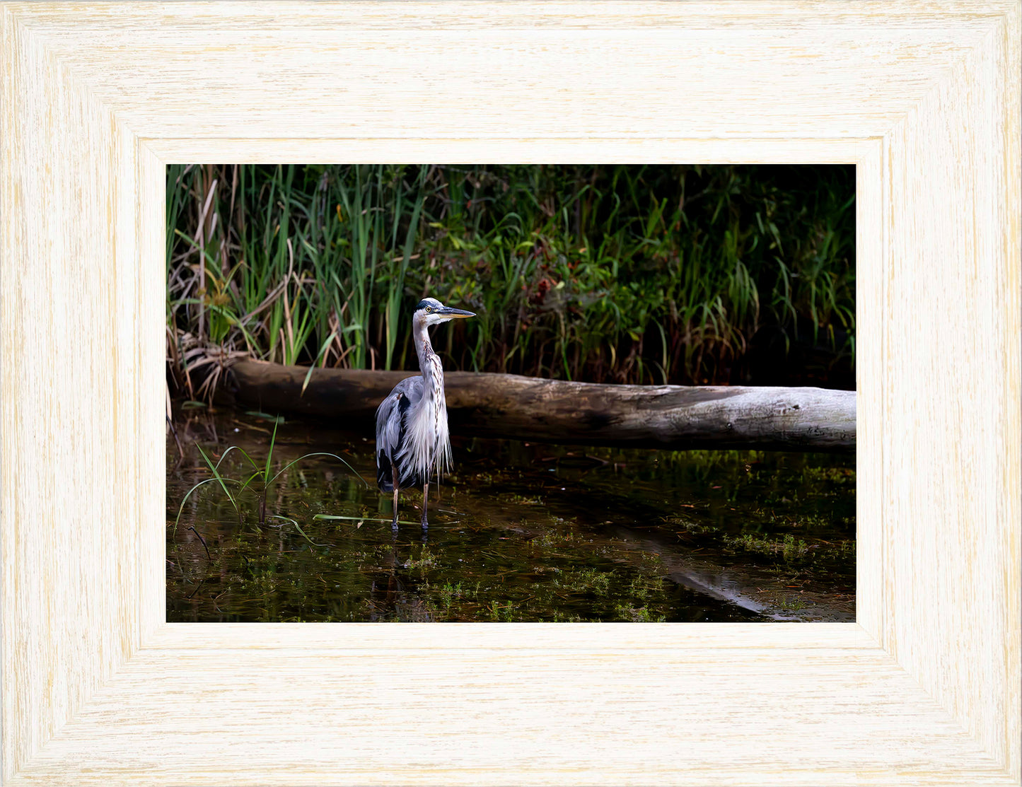 Short Stuff (Landscape) -- Digital Print