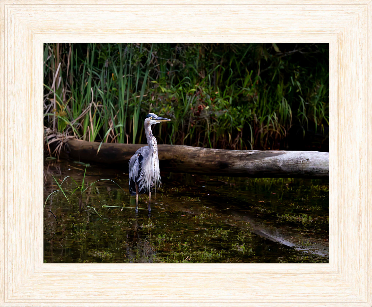 Short Stuff (Landscape) -- Digital Print