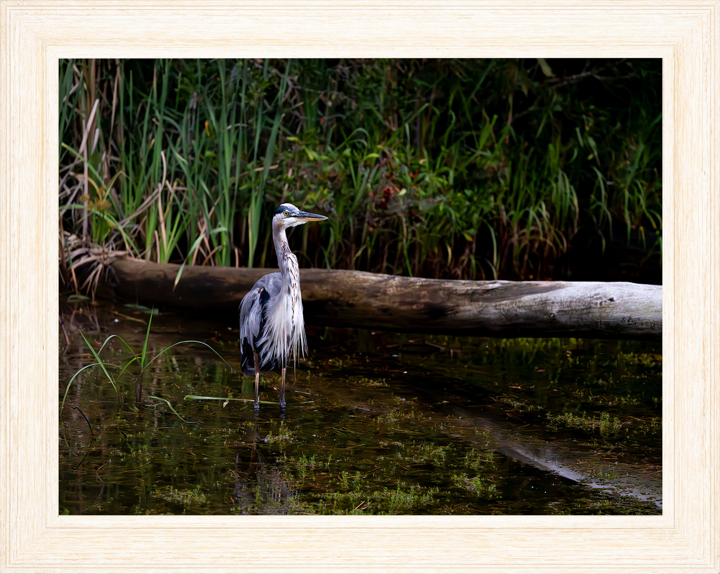 Short Stuff (Landscape) -- Digital Print