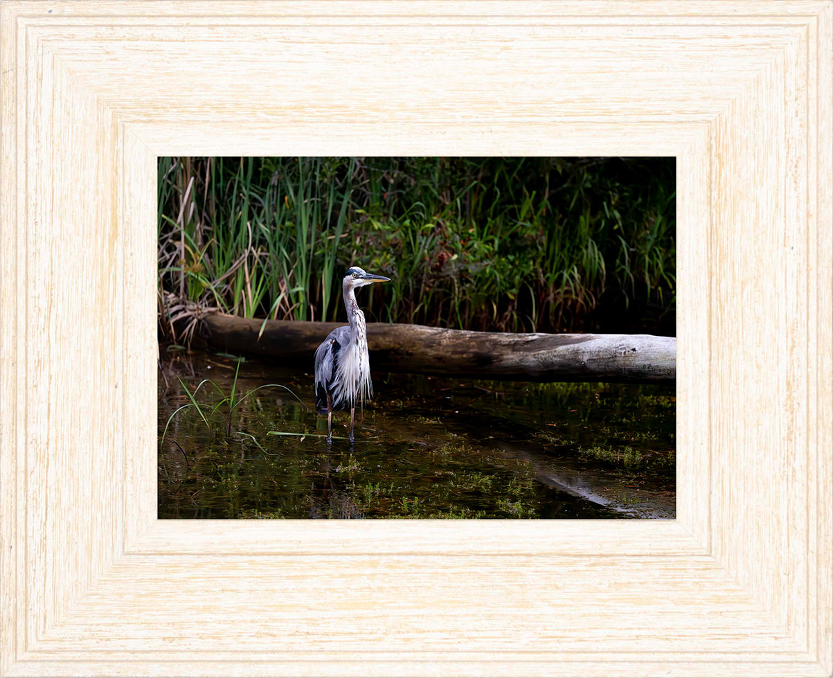 Short Stuff (Landscape) -- Digital Print