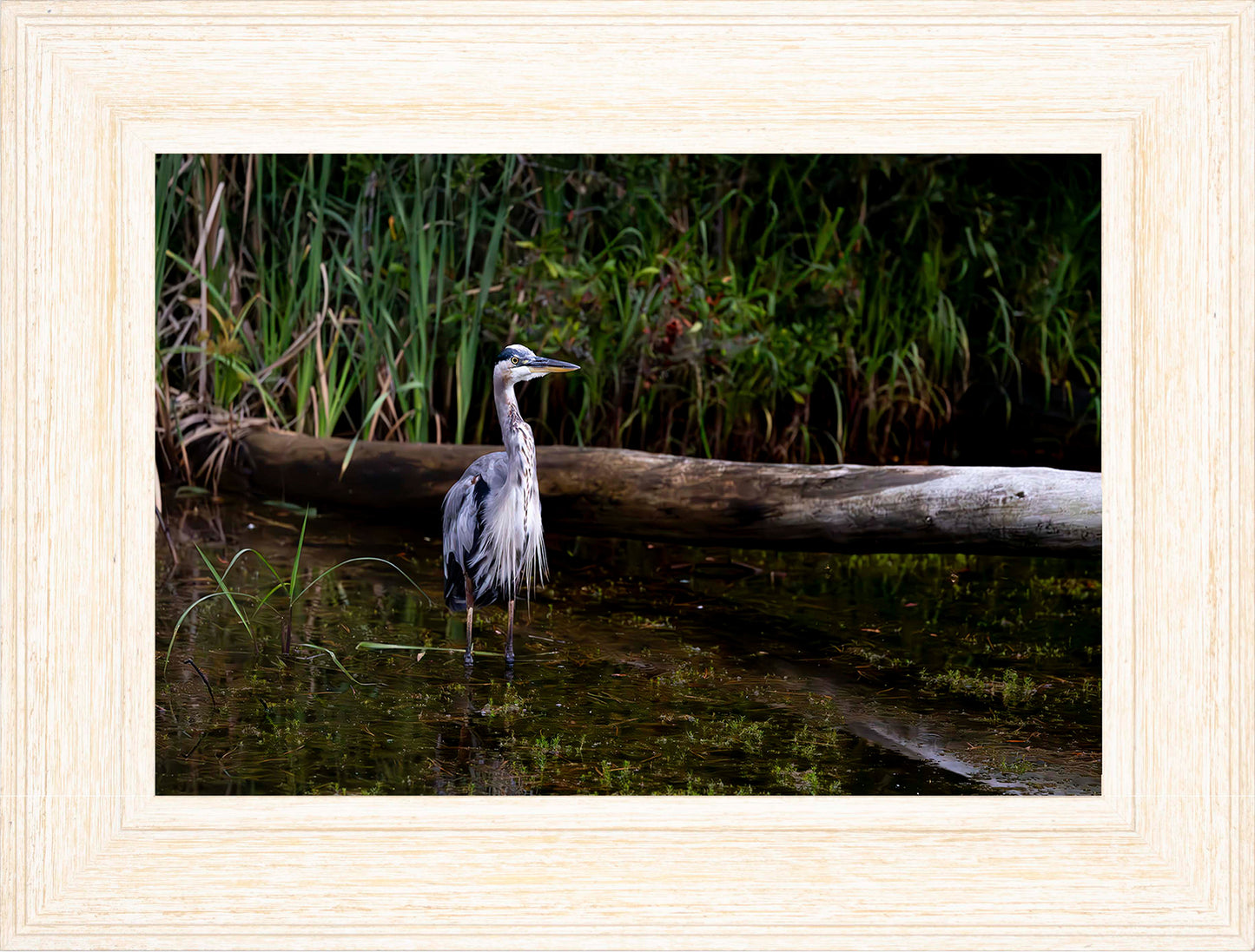 Short Stuff (Landscape) -- Digital Print