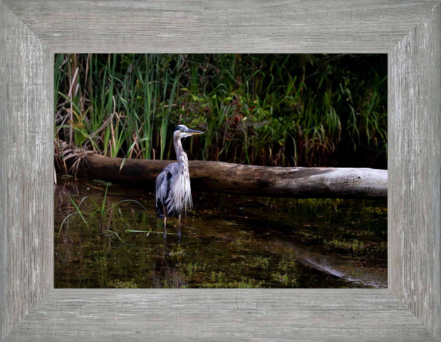 Short Stuff (Landscape) -- Digital Print