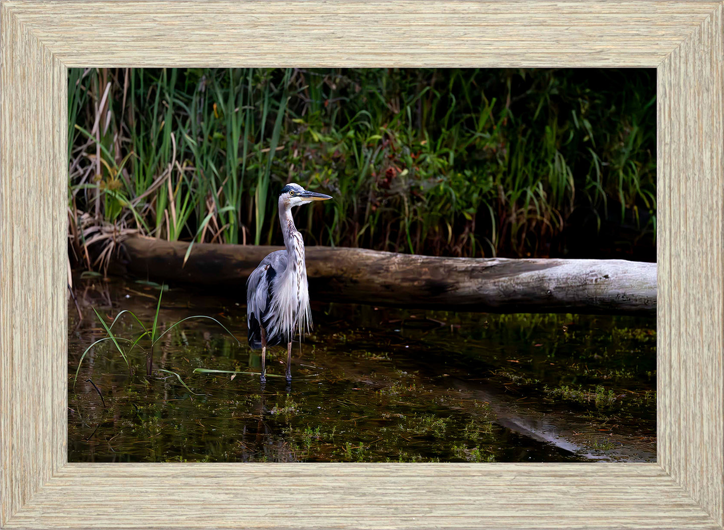 Short Stuff (Landscape) -- Digital Print