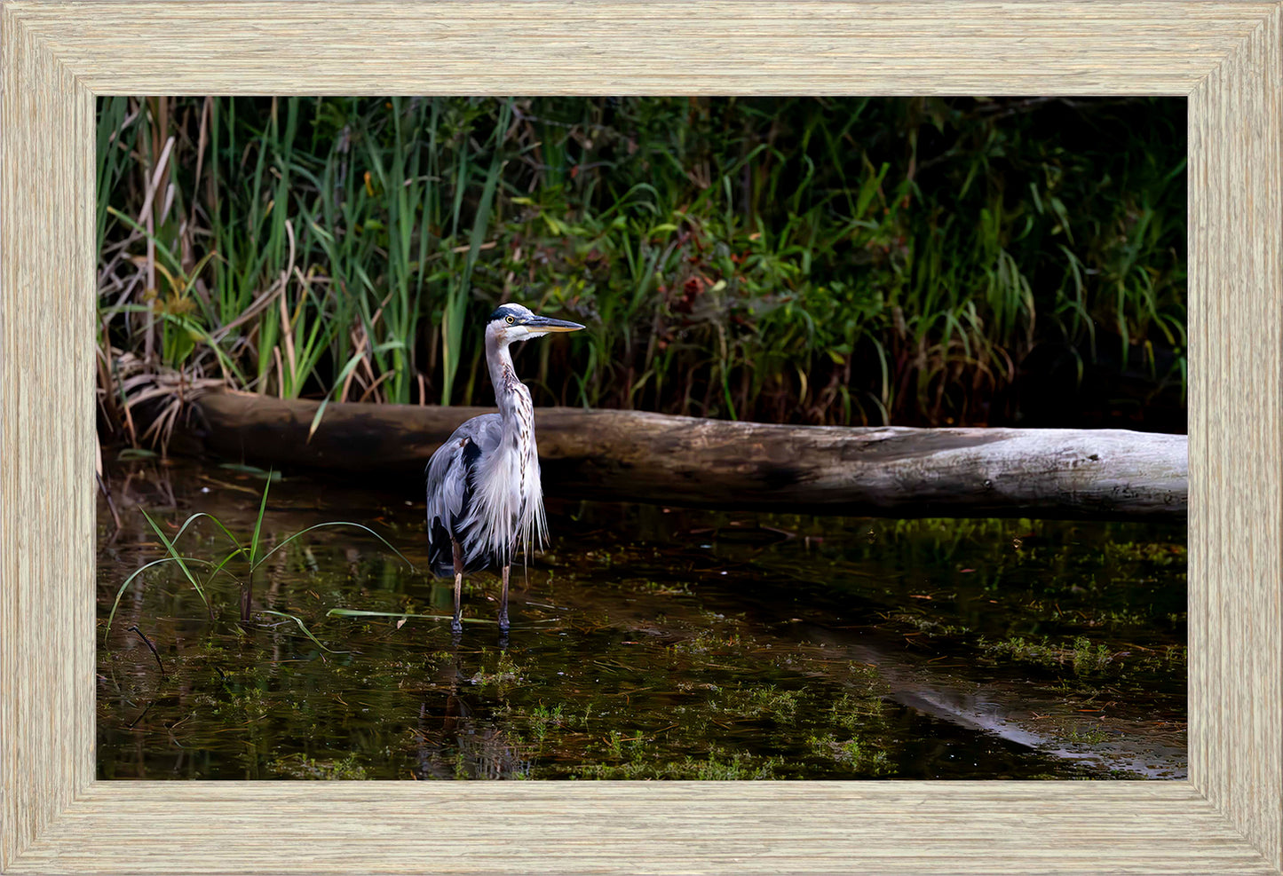 Short Stuff (Landscape) -- Digital Print