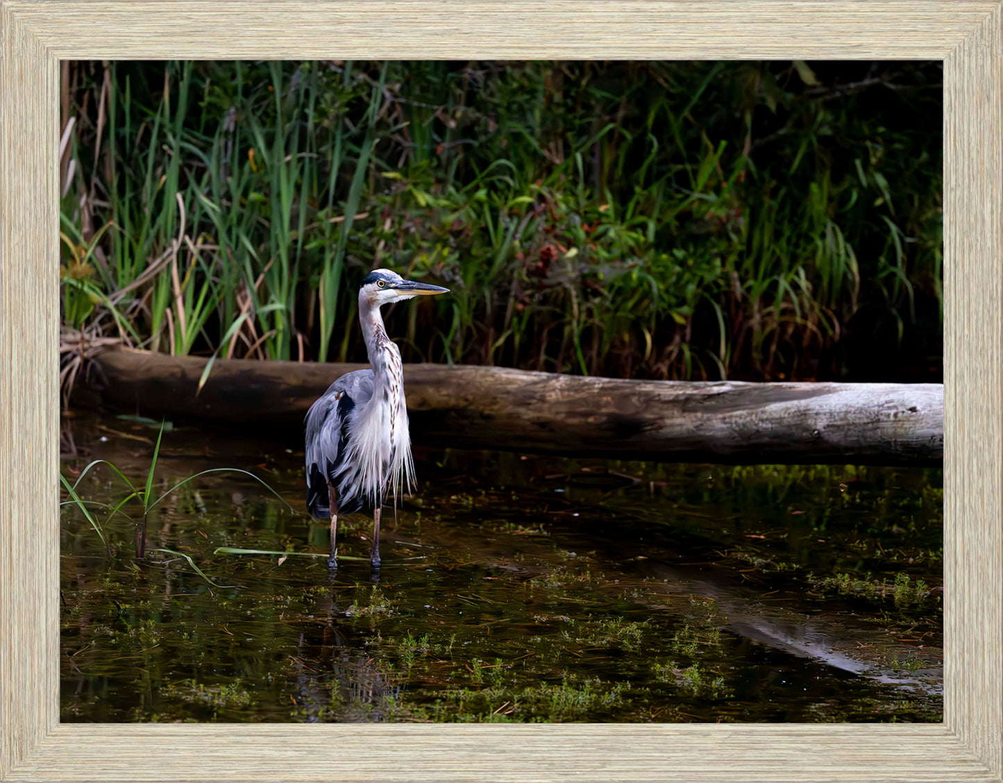 Short Stuff (Landscape) -- Digital Print