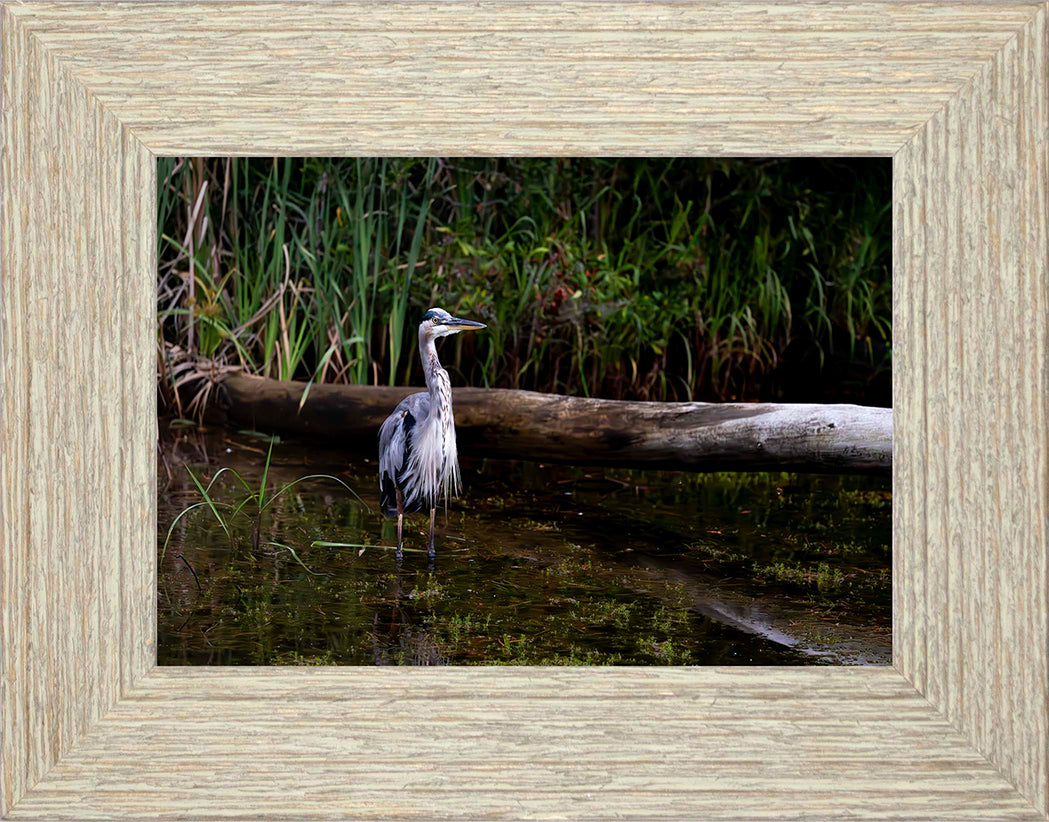 Short Stuff (Landscape) -- Digital Print