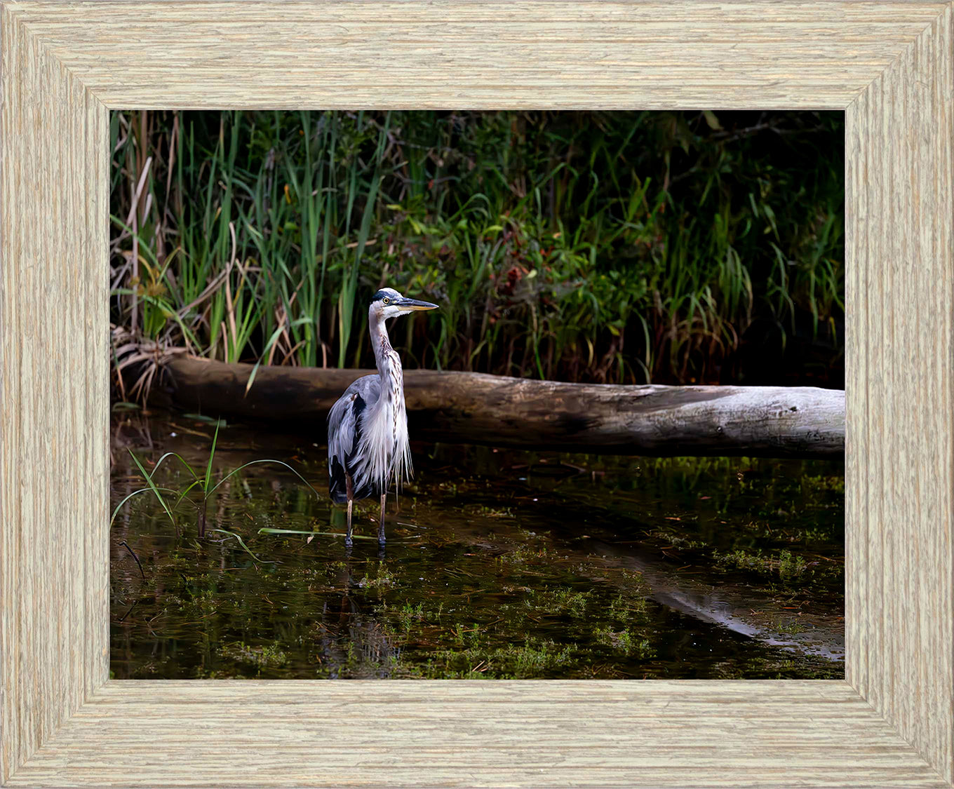 Short Stuff (Landscape) -- Digital Print