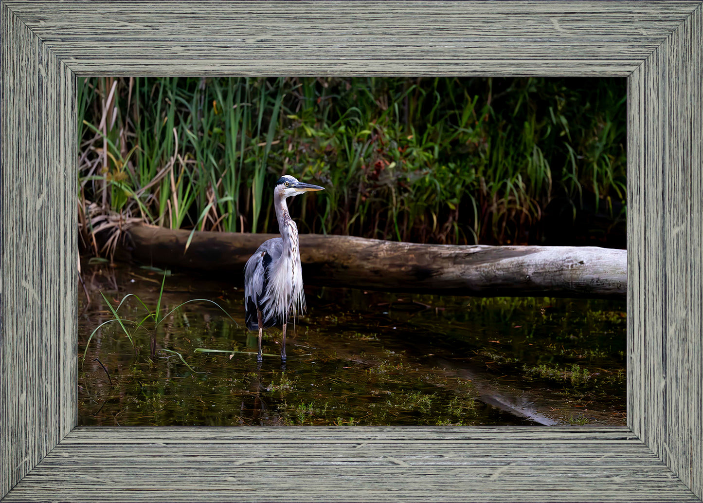 Short Stuff (Landscape) -- Digital Print