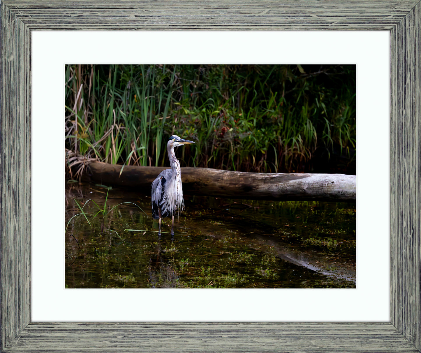 Short Stuff (Landscape) -- Digital Print