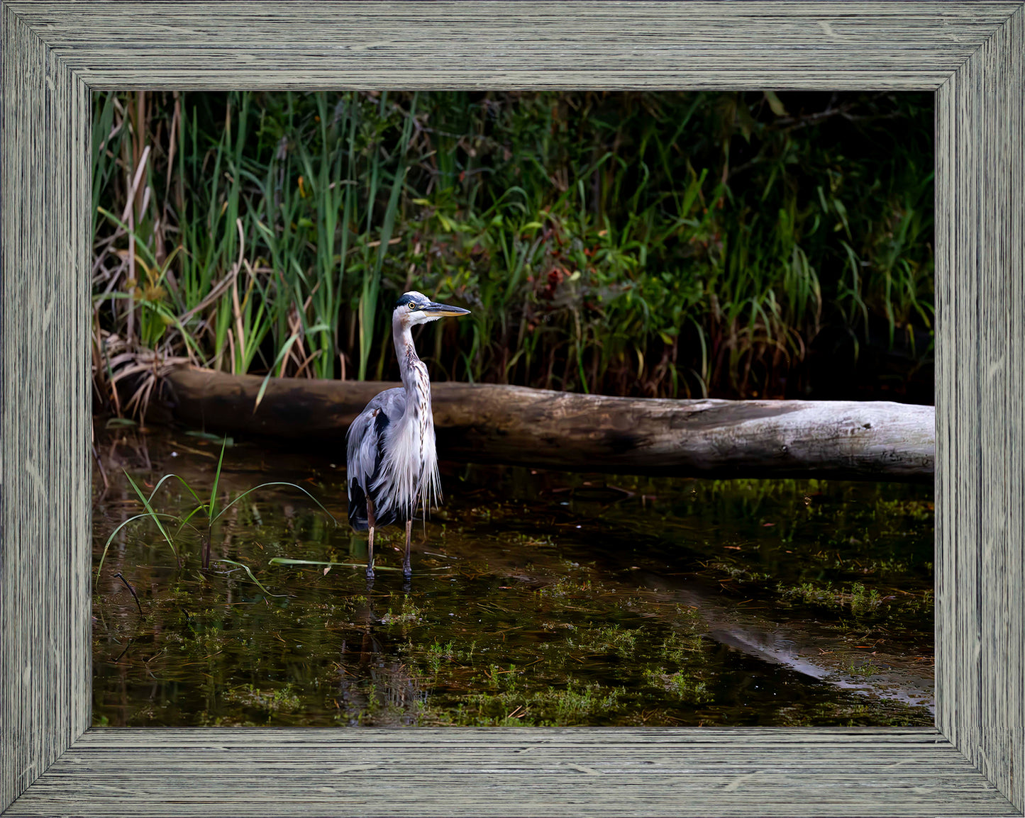 Short Stuff (Landscape) -- Digital Print