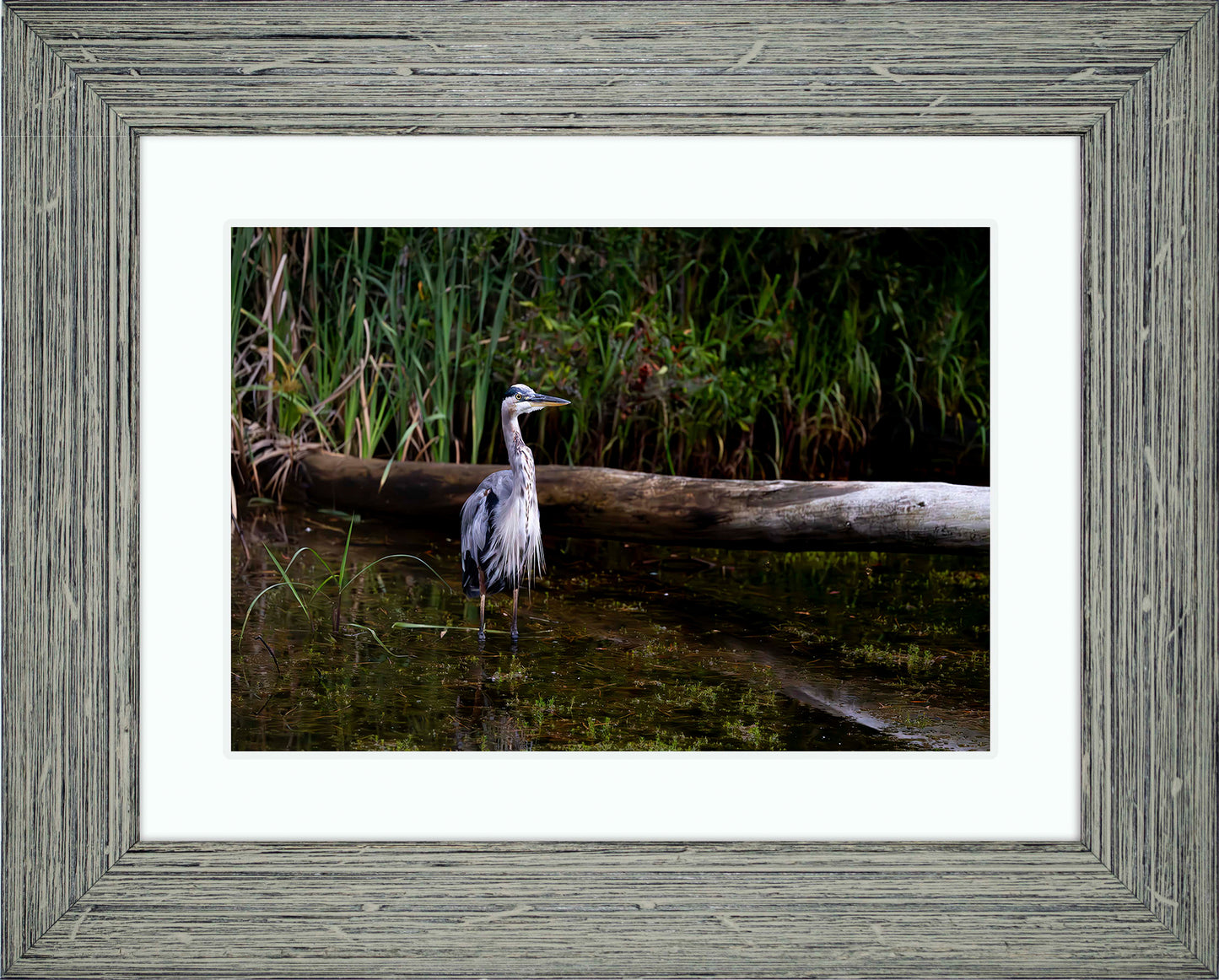 Short Stuff (Landscape) -- Digital Print