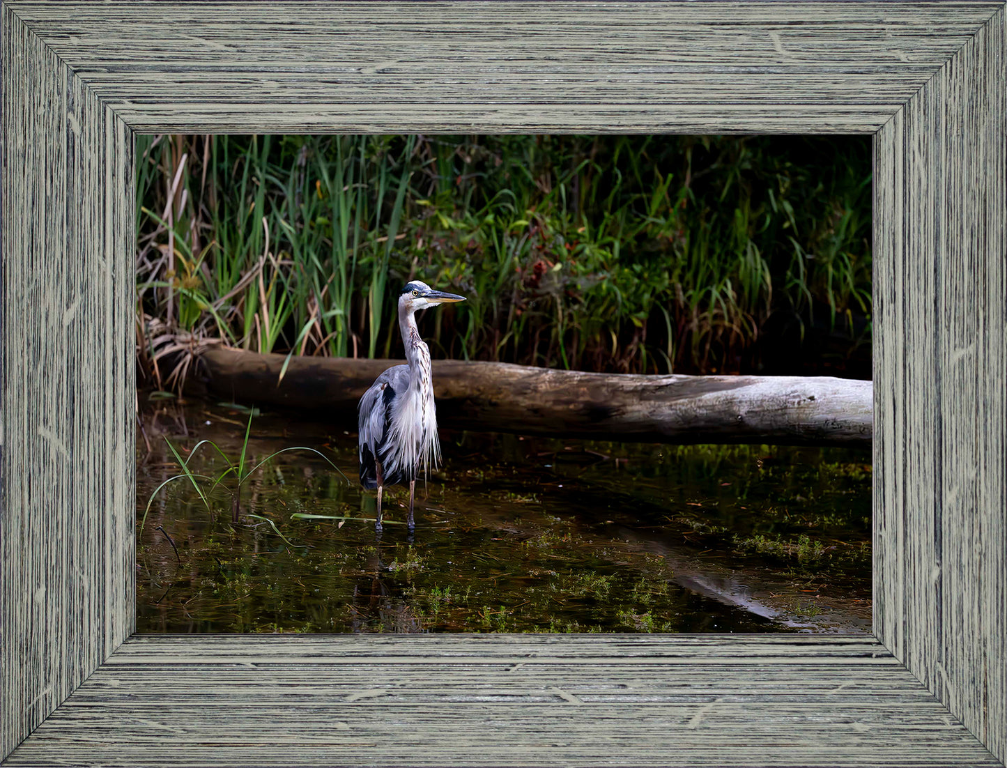 Short Stuff (Landscape) -- Digital Print