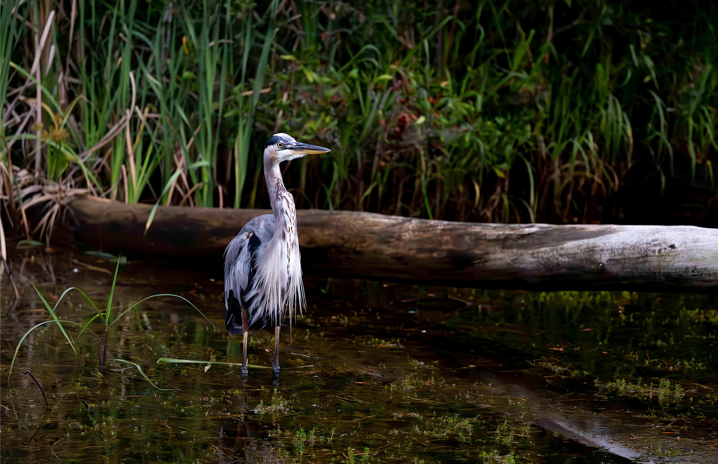 Short Stuff (Landscape) -- Digital Print