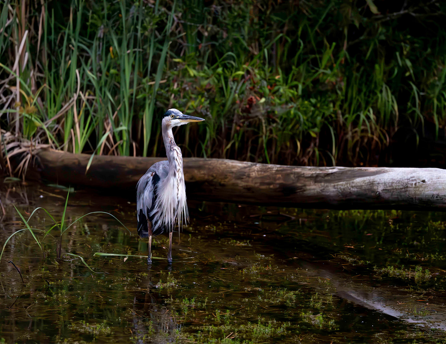 Short Stuff (Landscape) -- Digital Print
