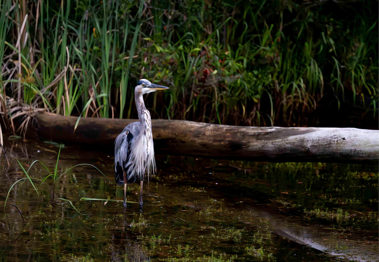 Short Stuff (Landscape) -- Digital Print