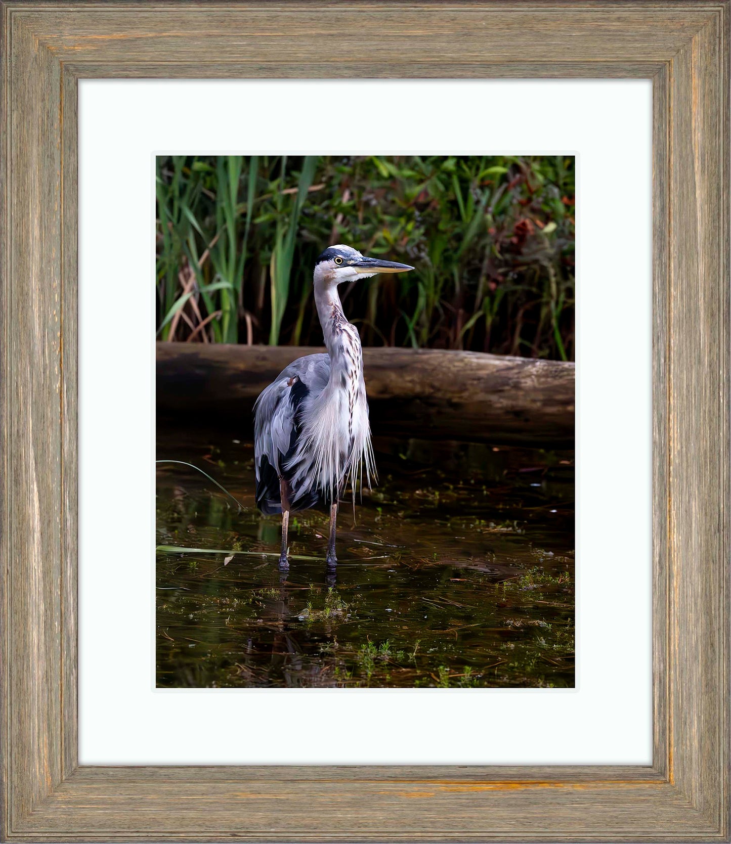 Short Stuff (Portrait) -- Digital Print