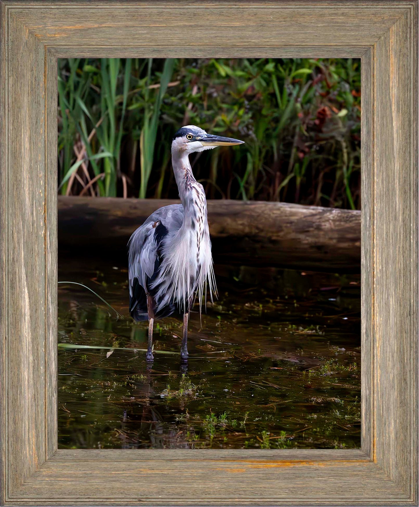 Short Stuff (Portrait) -- Digital Print