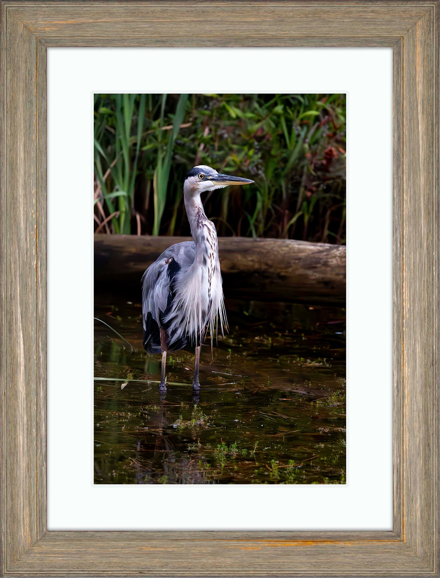 Short Stuff (Portrait) -- Digital Print