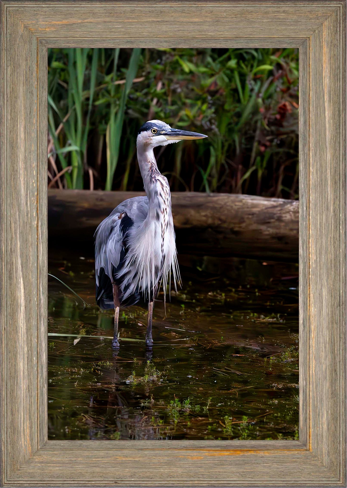 Short Stuff (Portrait) -- Digital Print