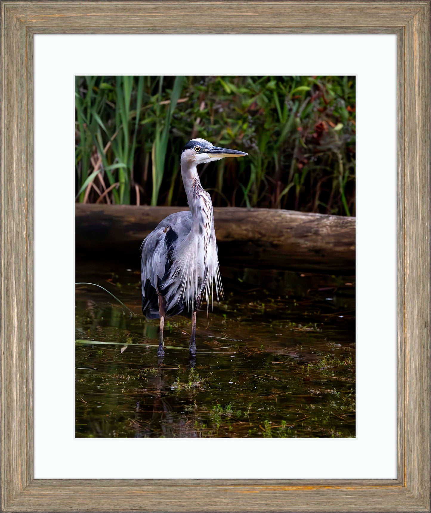 Short Stuff (Portrait) -- Digital Print