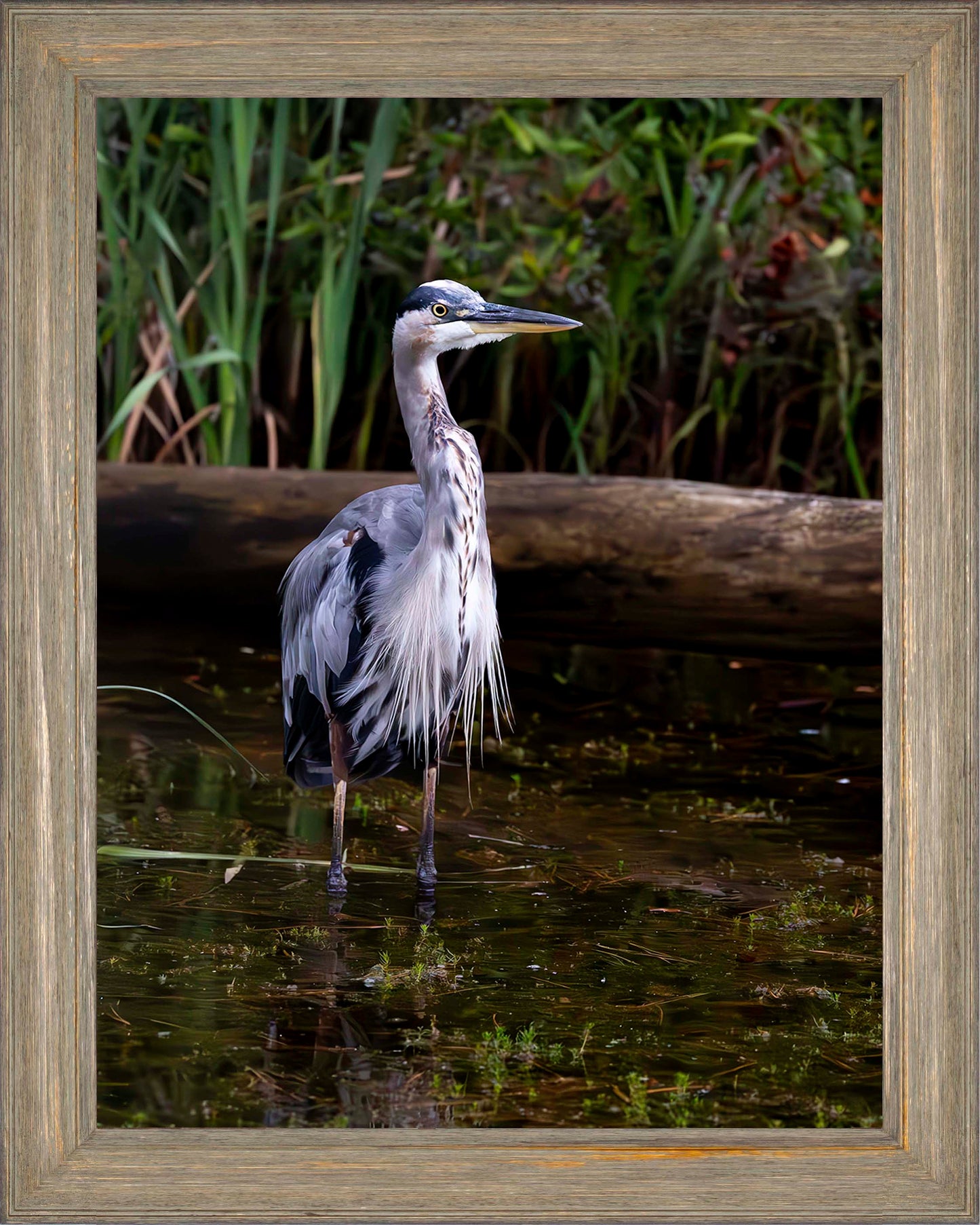 Short Stuff (Portrait) -- Digital Print