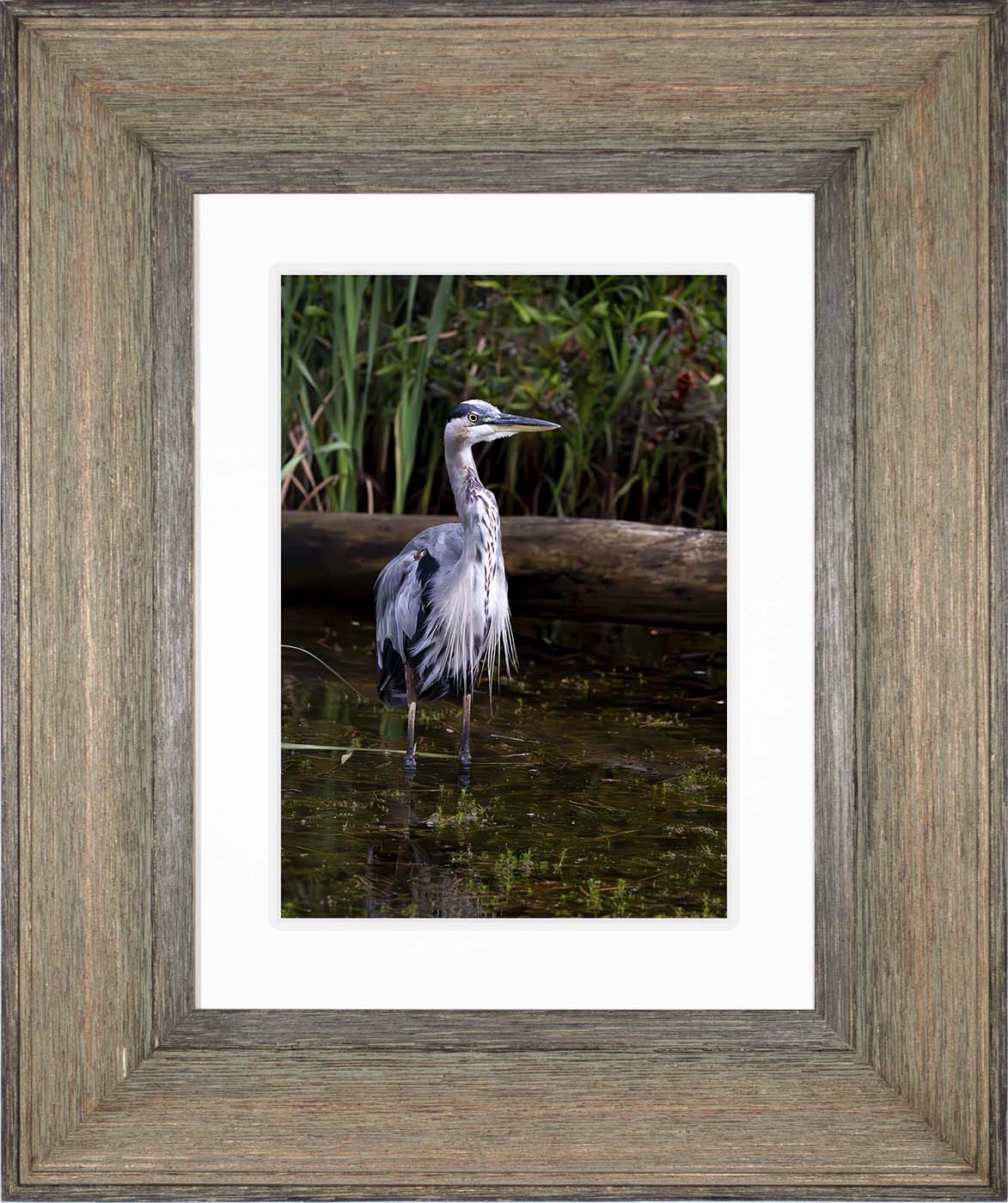 Short Stuff (Portrait) -- Digital Print