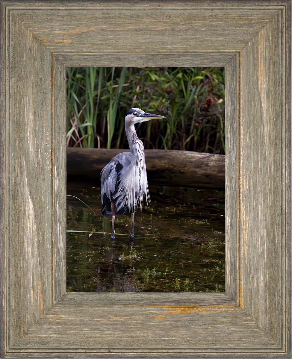 Short Stuff (Portrait) -- Digital Print