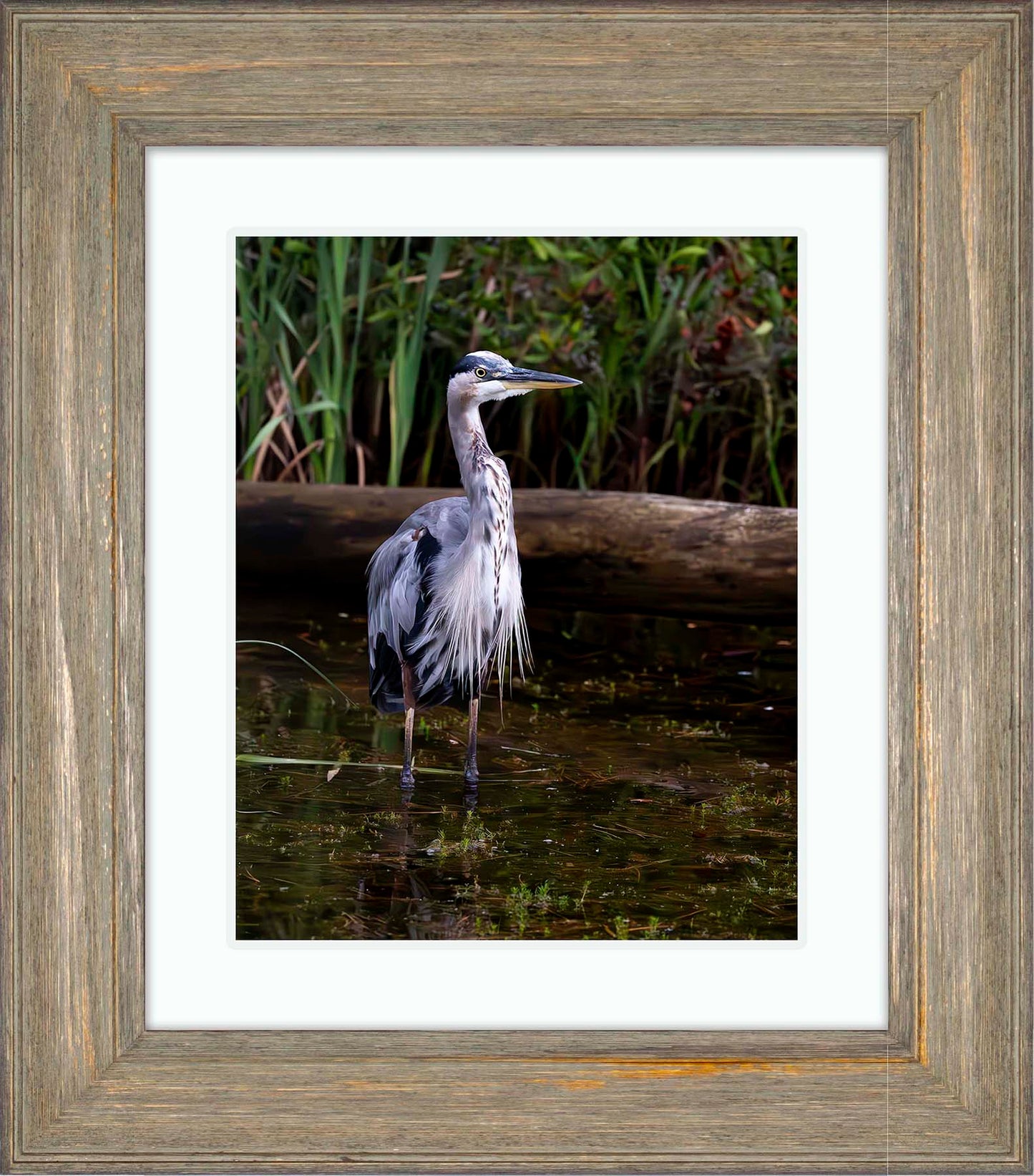 Short Stuff (Portrait) -- Digital Print