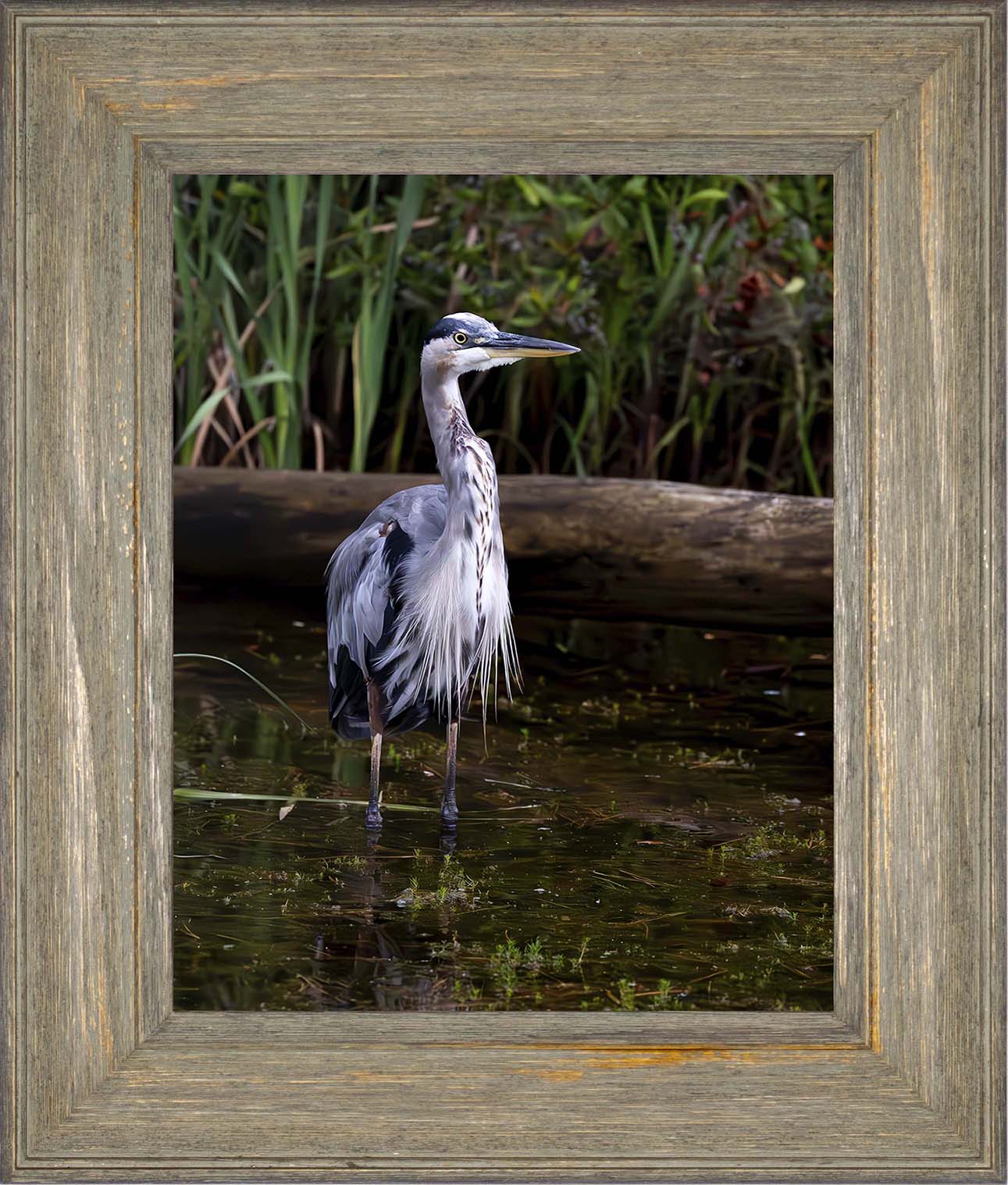 Short Stuff (Portrait) -- Digital Print