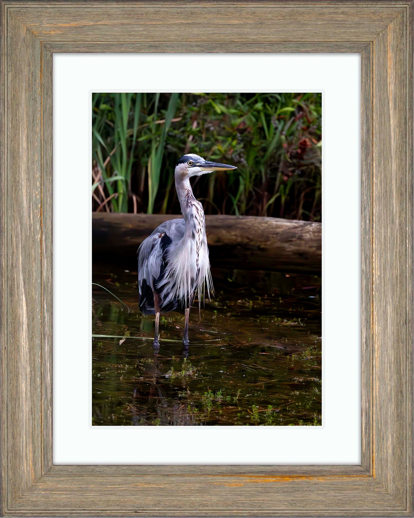 Short Stuff (Portrait) -- Digital Print