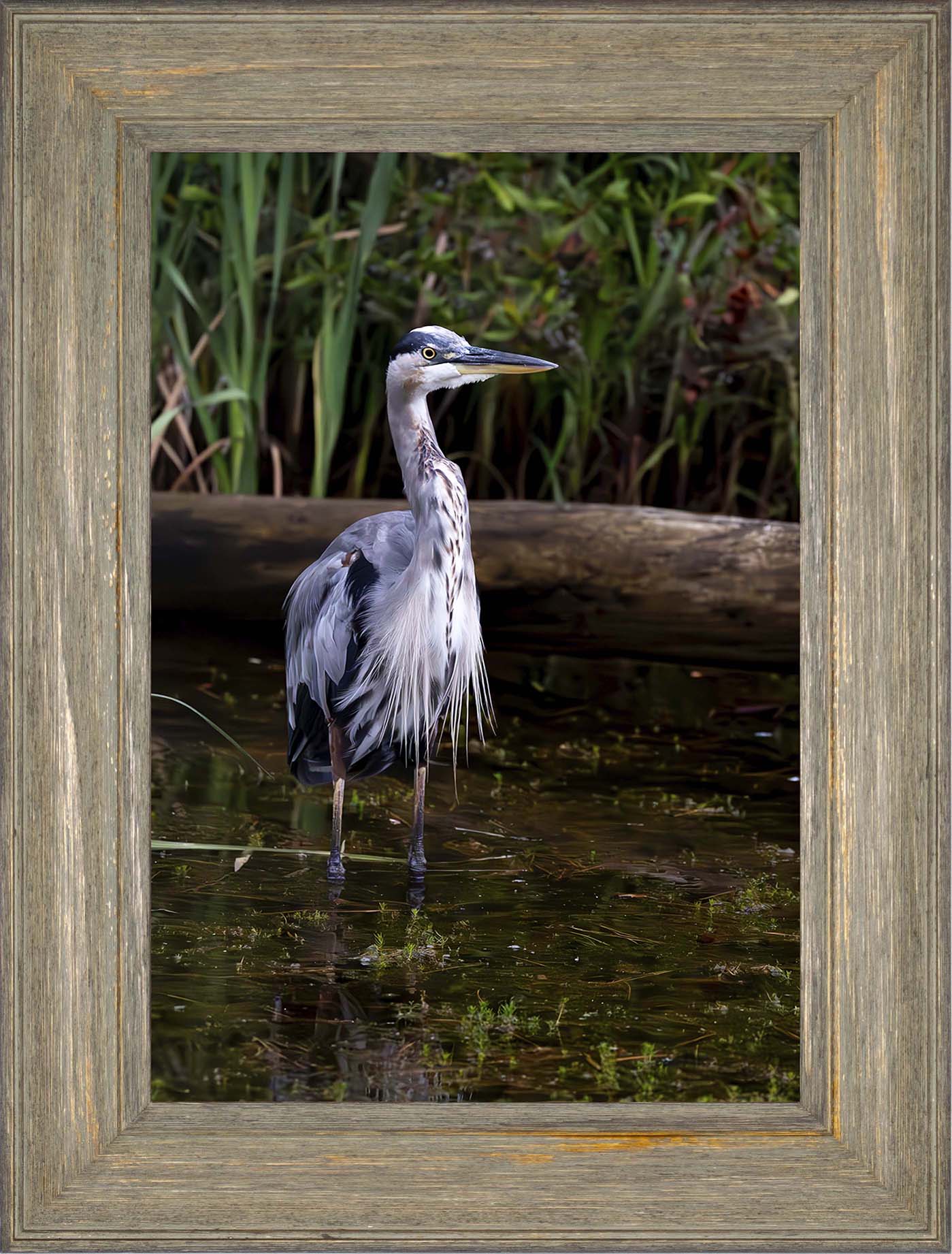 Short Stuff (Portrait) -- Digital Print