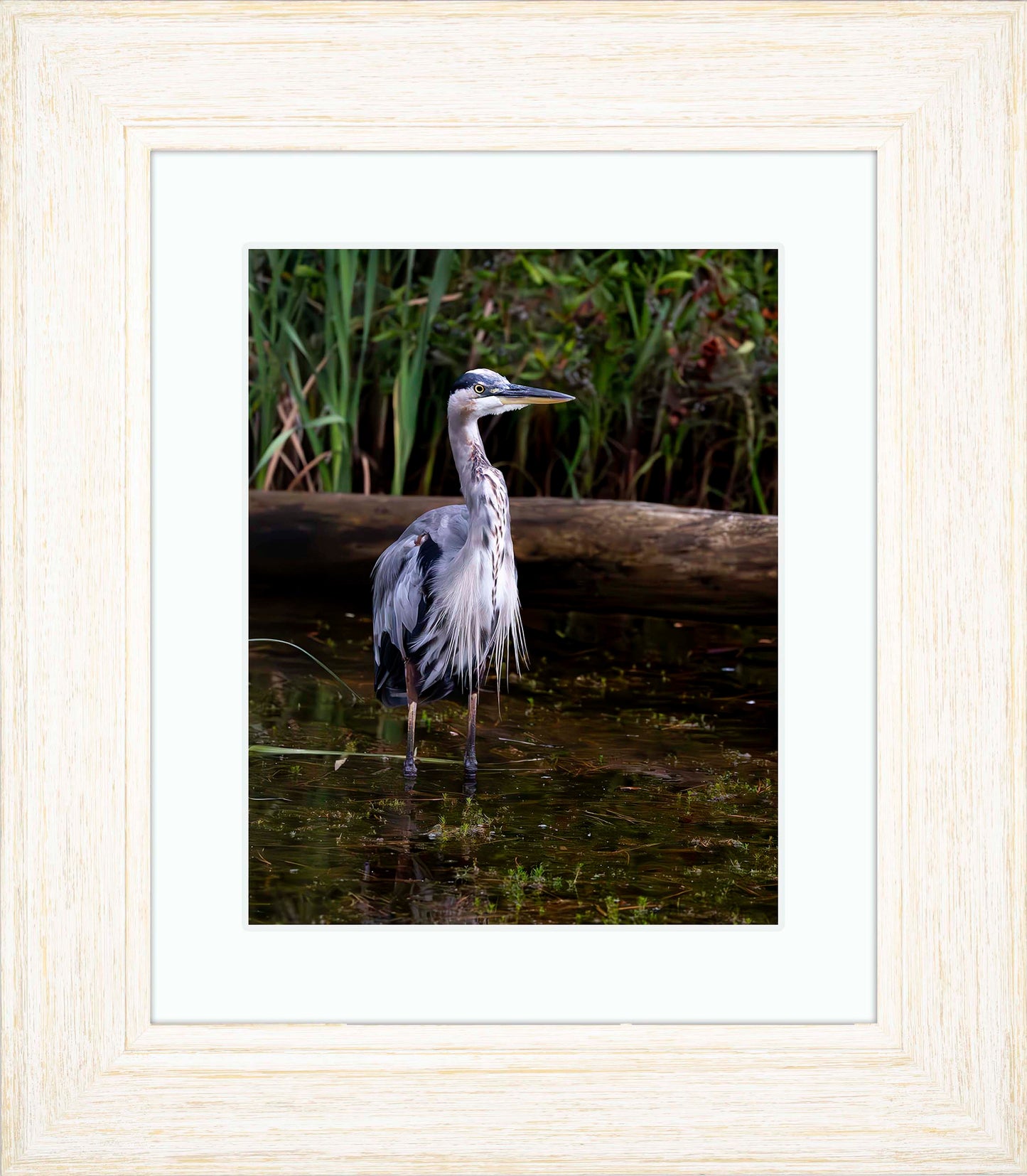 Short Stuff (Portrait) -- Digital Print