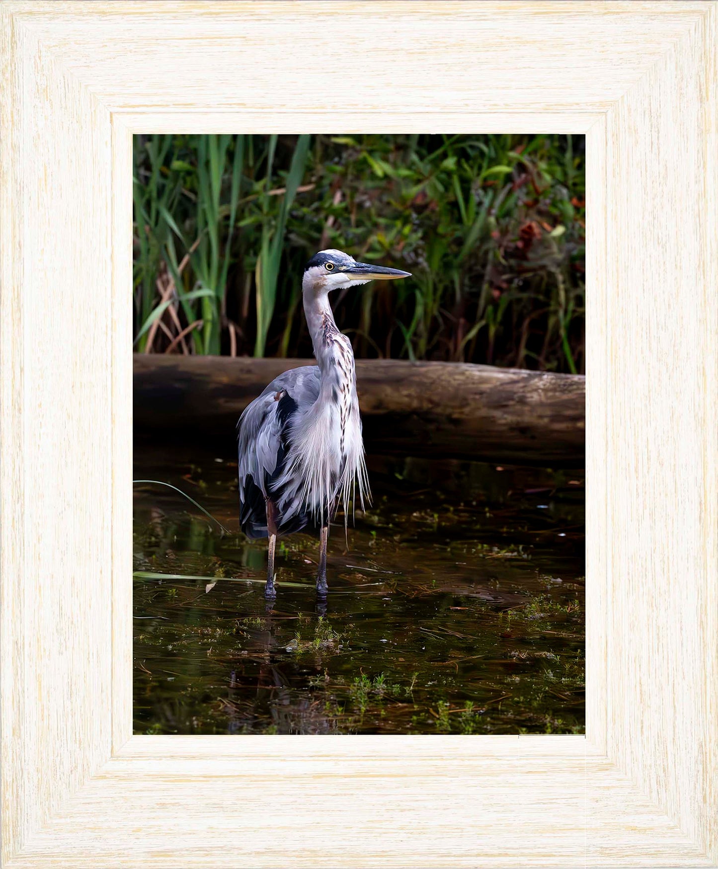 Short Stuff (Portrait) -- Digital Print