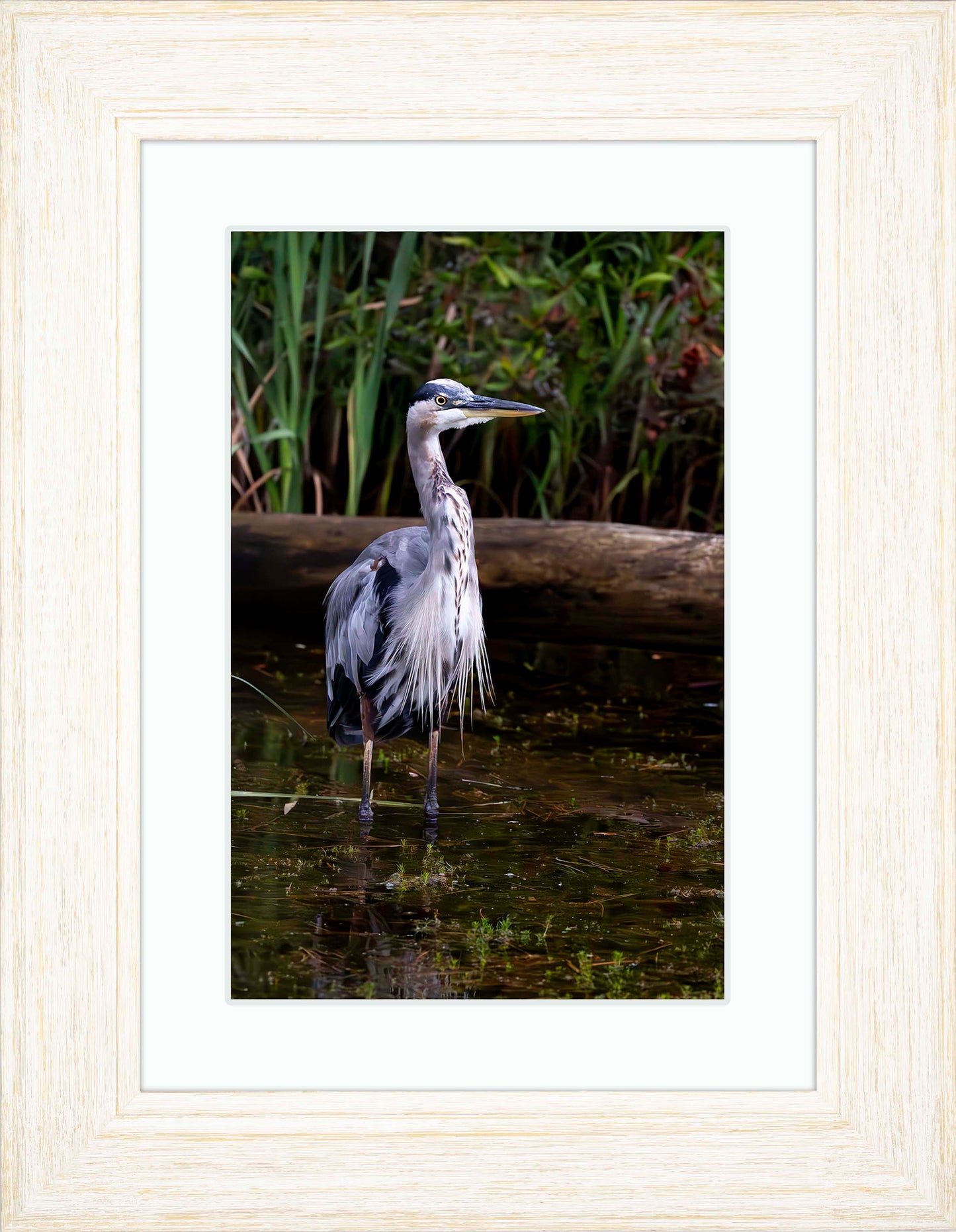 Short Stuff (Portrait) -- Digital Print