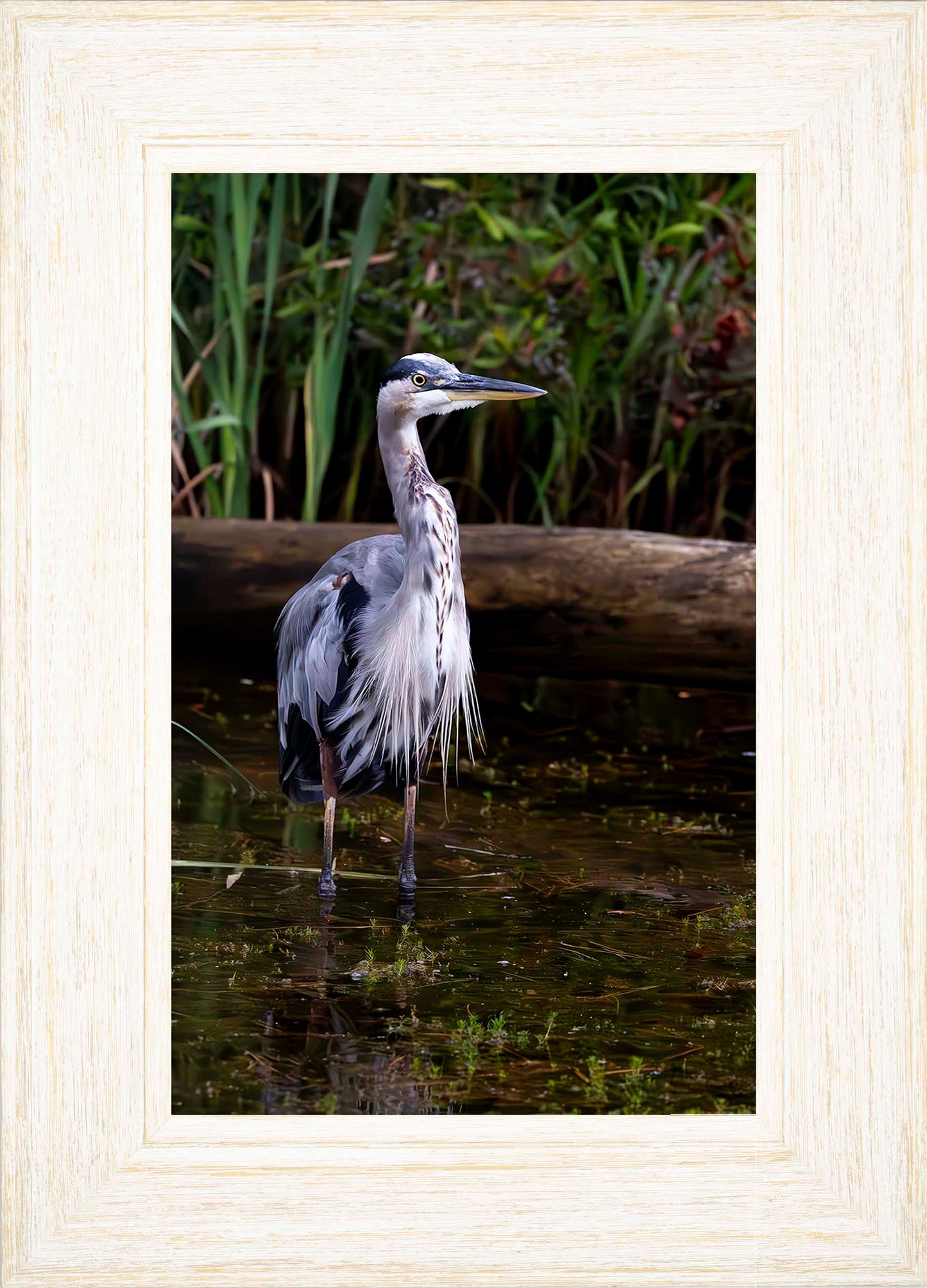 Short Stuff (Portrait) -- Digital Print