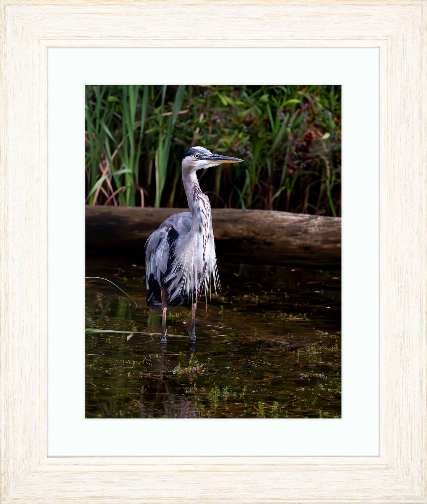 Short Stuff (Portrait) -- Digital Print