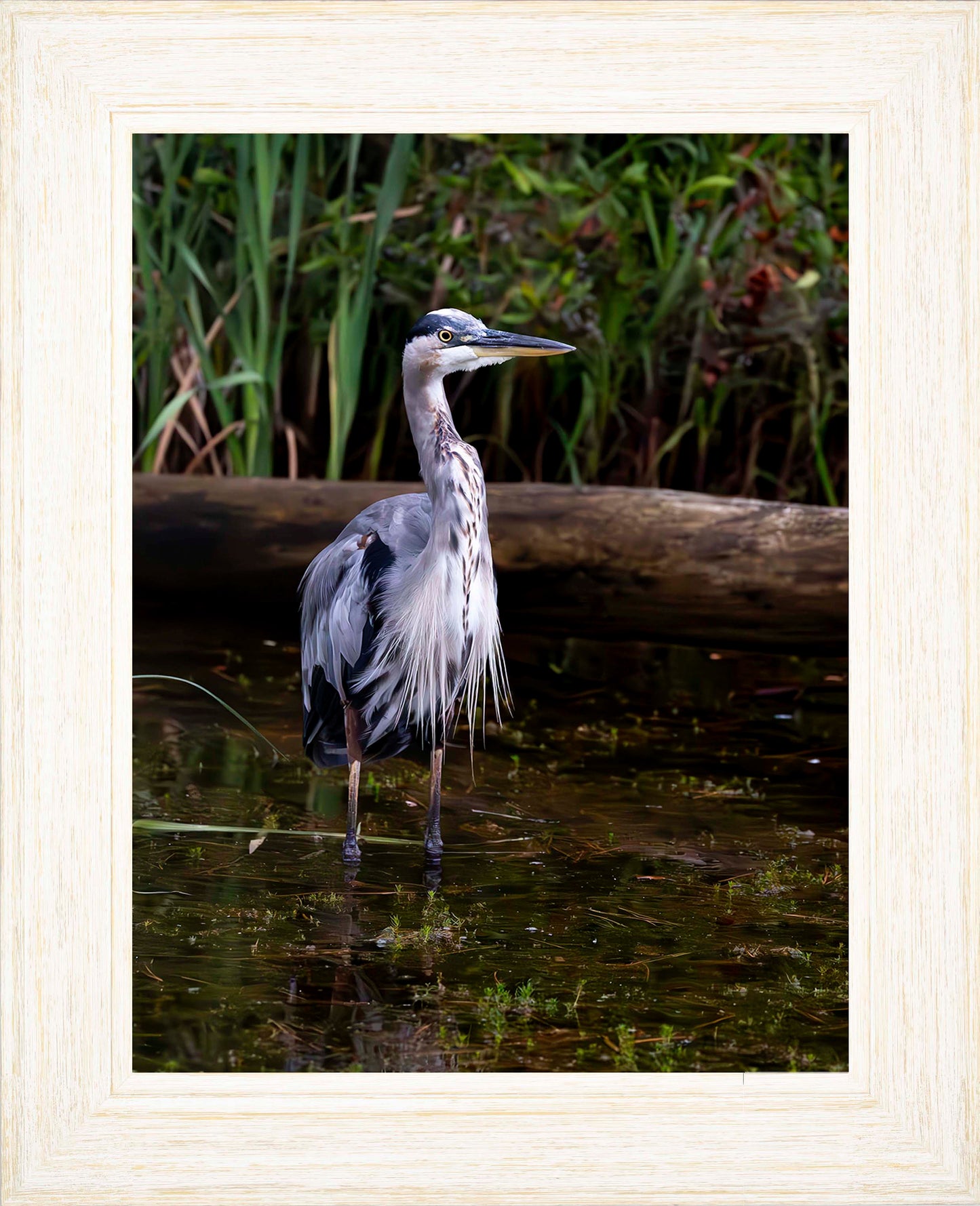 Short Stuff (Portrait) -- Digital Print