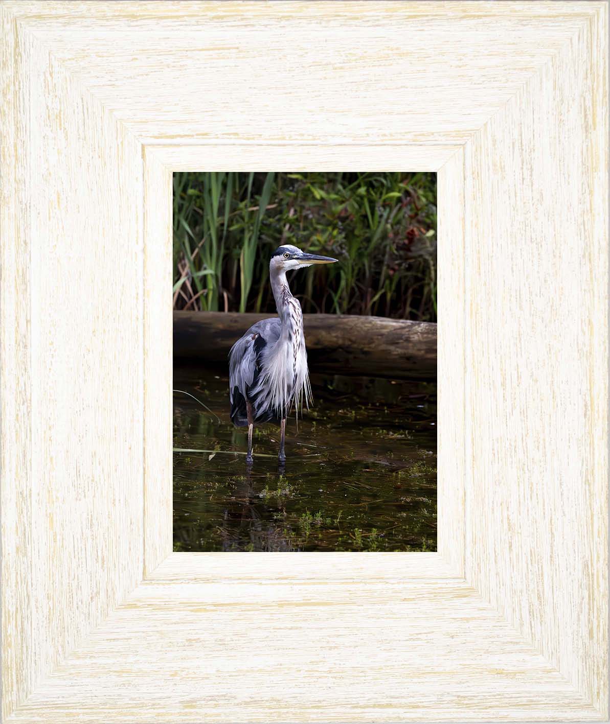 Short Stuff (Portrait) -- Digital Print