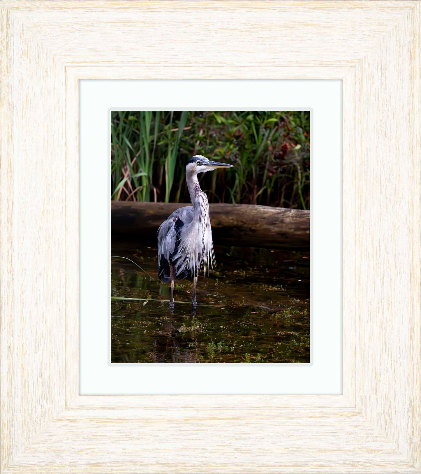 Short Stuff (Portrait) -- Digital Print