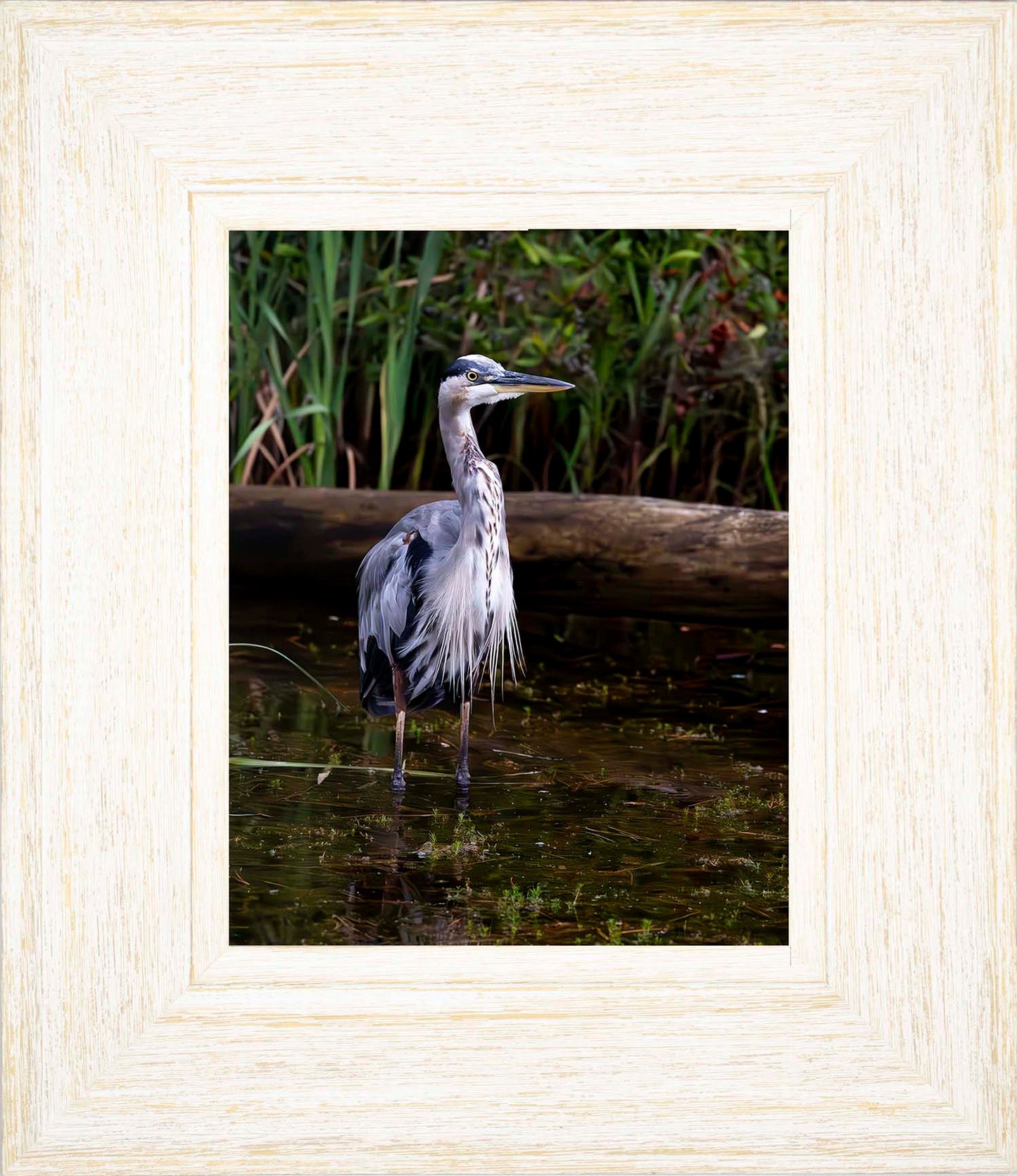 Short Stuff (Portrait) -- Digital Print