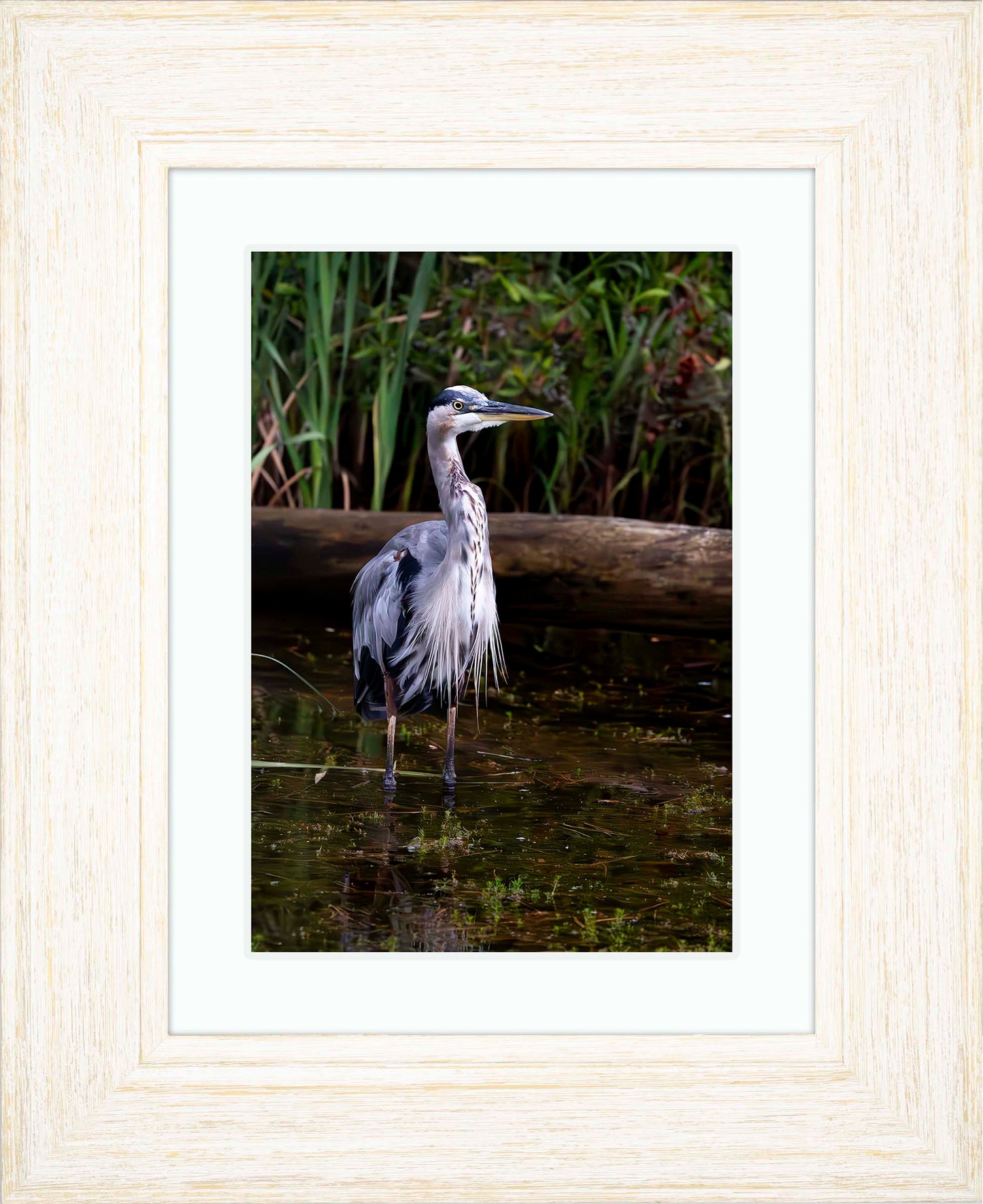 Short Stuff (Portrait) -- Digital Print