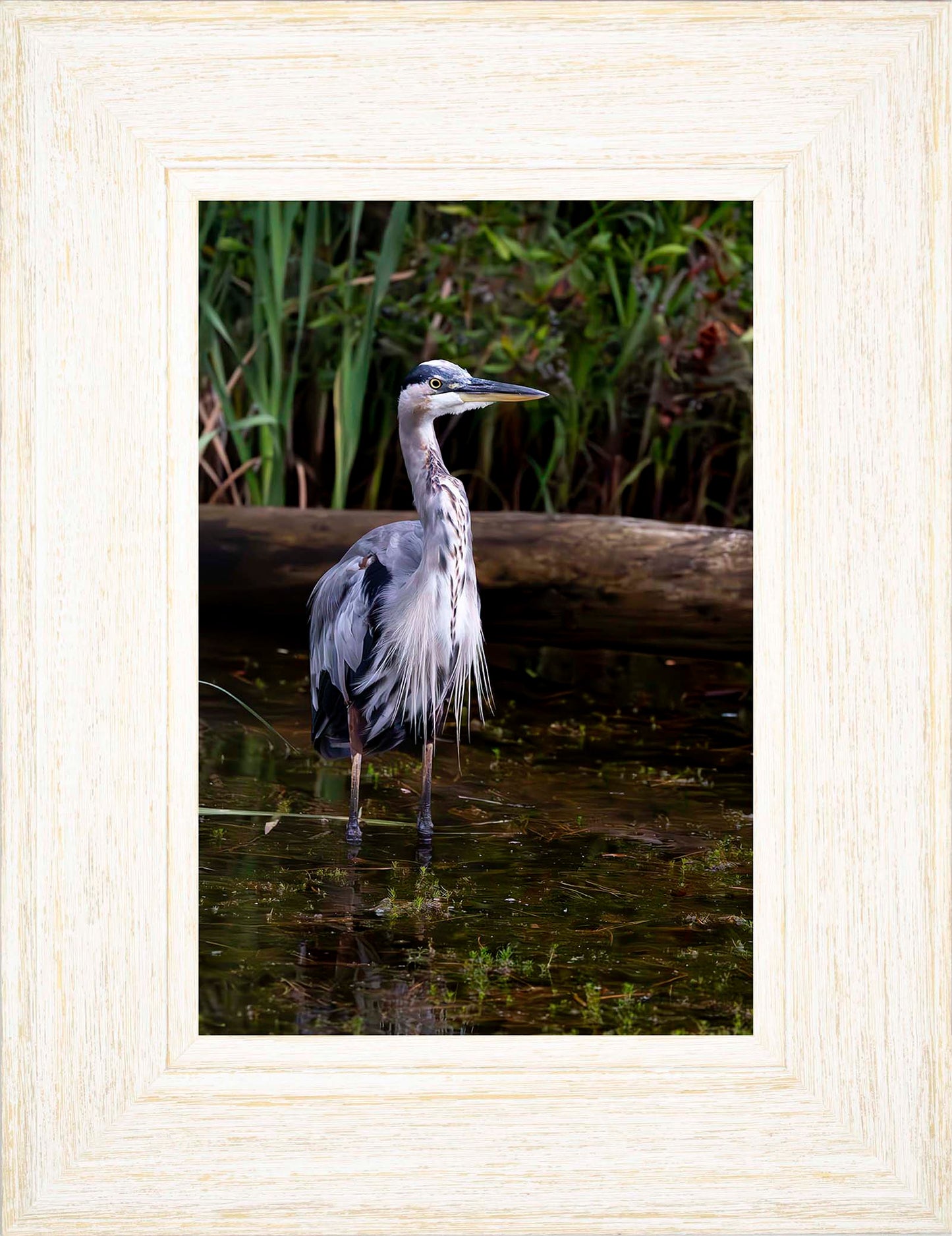 Short Stuff (Portrait) -- Digital Print