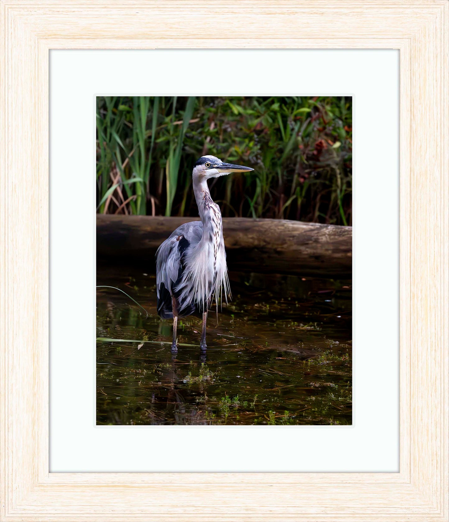 Short Stuff (Portrait) -- Digital Print