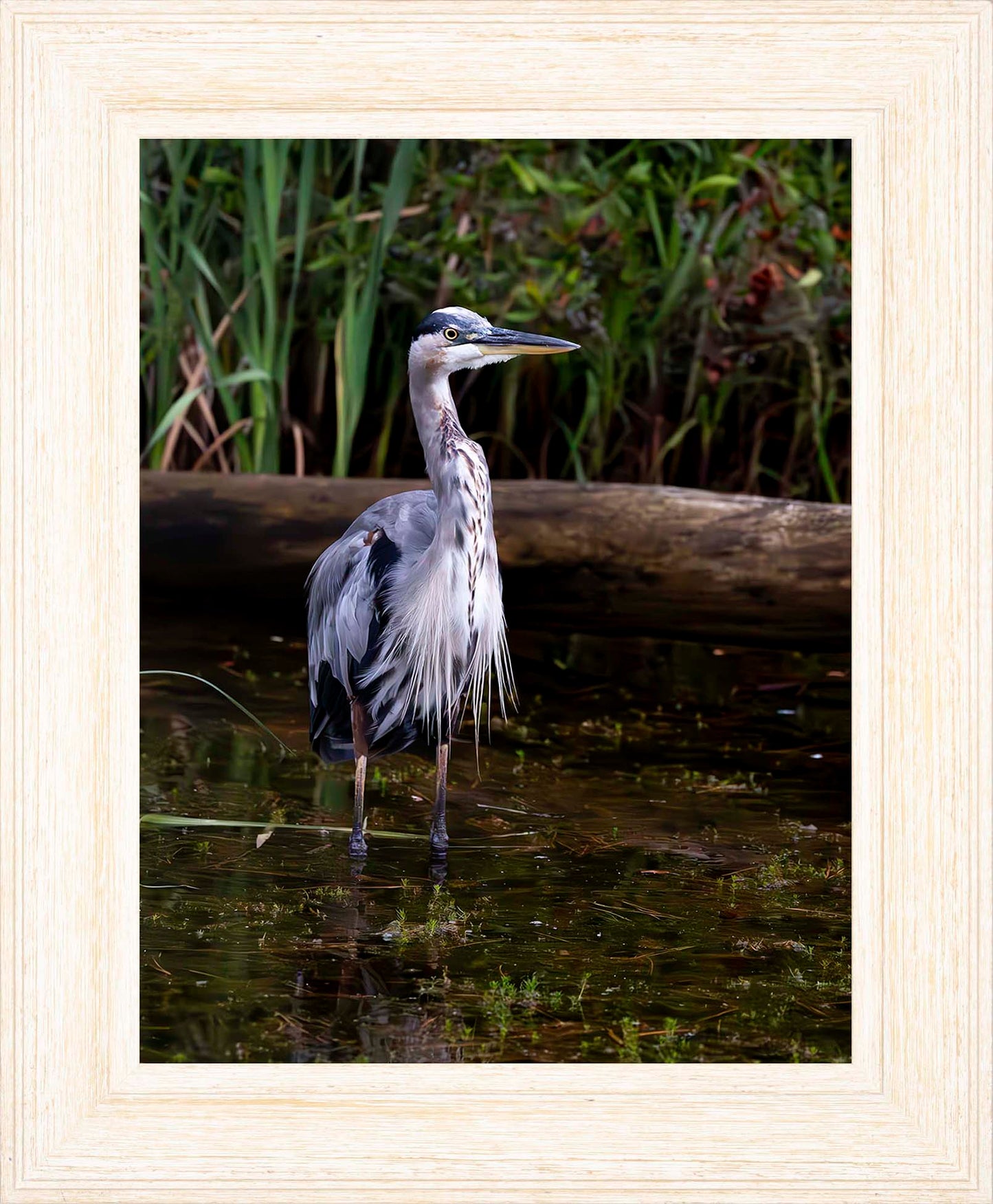 Short Stuff (Portrait) -- Digital Print