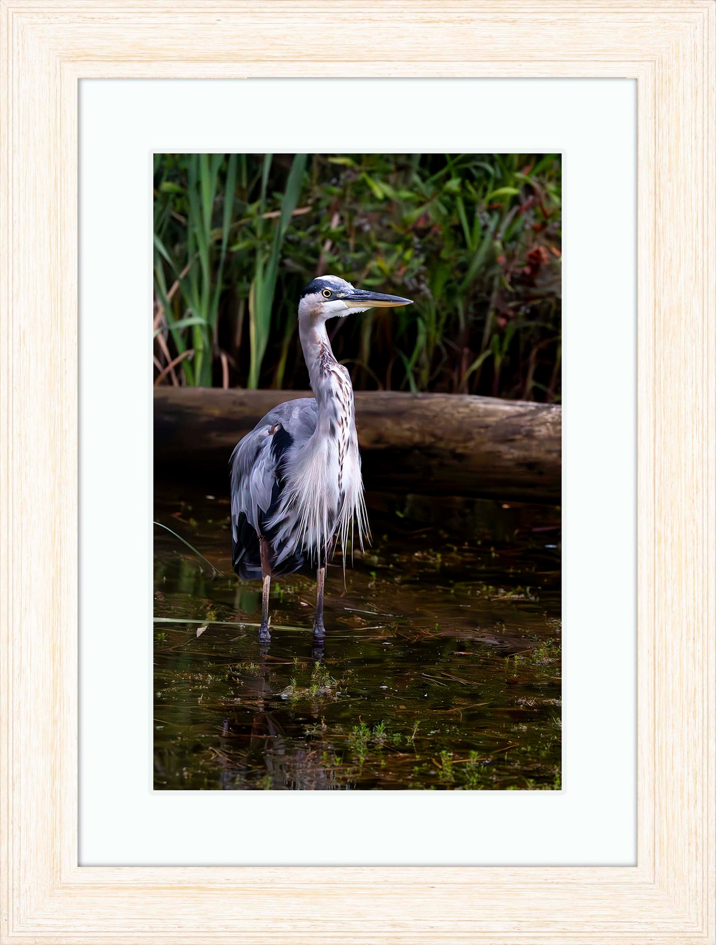 Short Stuff (Portrait) -- Digital Print